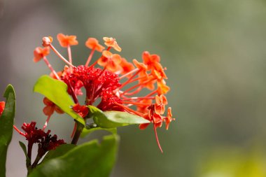 Rubiaceae çiçeği. Bahçedeki Ixora kakusinea çiçeği.
