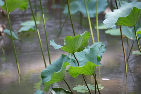 緑の葉が美しい庭の池 — ストック写真