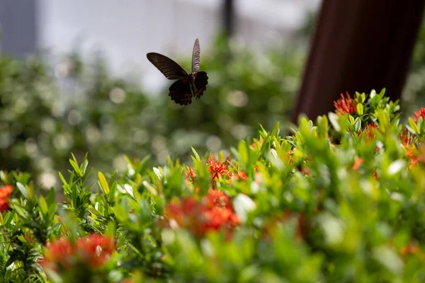 Papillon Noir Parterre Fleurs — Photo