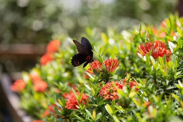 Uma Borboleta Preta Voa Canteiro Flores — Fotografia de Stock