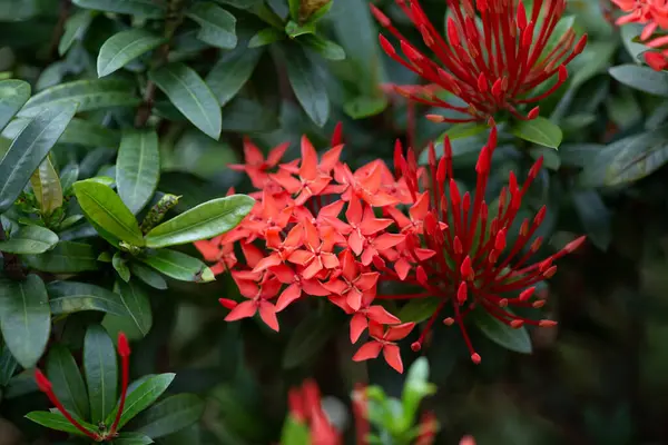 Ένα Λουλούδι Rubiaceae Ixora Cocccinea Λουλούδι Στον Κήπο — Φωτογραφία Αρχείου