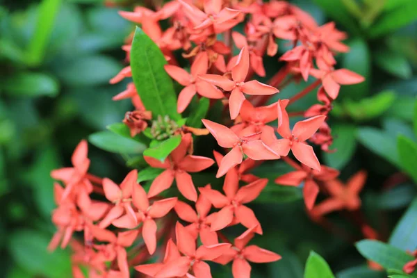 Ένα Λουλούδι Rubiaceae Ixora Cocccinea Λουλούδι Στον Κήπο — Φωτογραφία Αρχείου