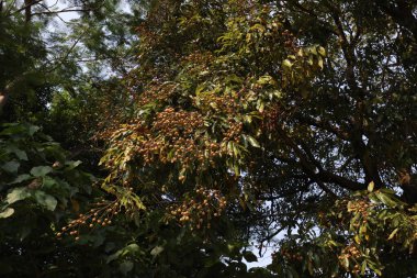 23 Temmuz 2021 Mui Wo, Hong Kong 'daki Organik Longan Bahçesi