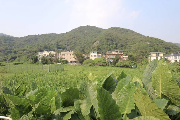 2021年7月23日ムイ ウーの村王統の風景 — ストック写真