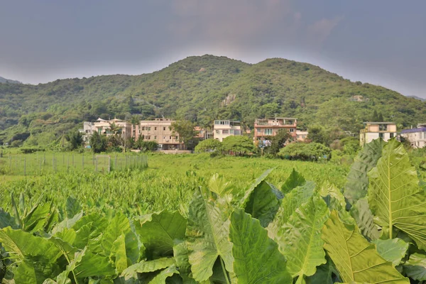 2021年7月23日ムイ ウーの村王統の風景 — ストック写真