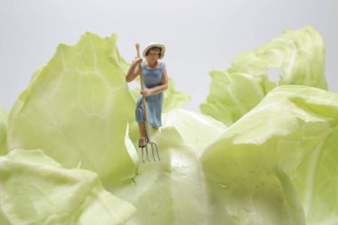 Lahana hasat eden çiftçilerin mini eğlencesi