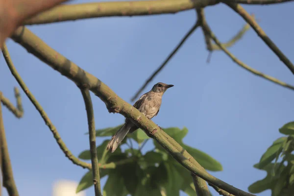 Uccello Alla Natura Estate Pomeriggio — Foto Stock