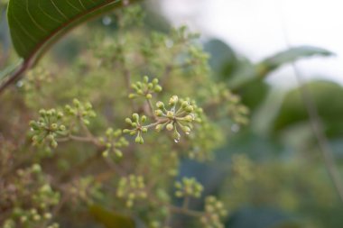 the Green plants with the water drop