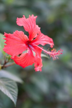 27 Kasım 2005 Büyük amber çiçeği ve arka planda yeşil yapraklar