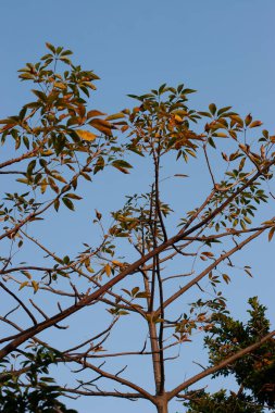 27 Kasım 2005, öğleden sonra sonbahar ormanı.