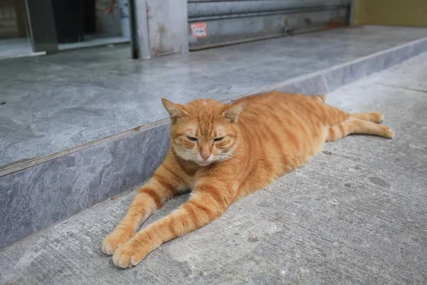 街上的红猫在街上晒太阳 — 图库照片