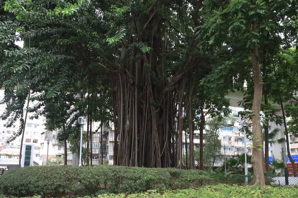 Julho 2021 Raízes Árvore Borracha Índia Crescendo Hong Kong — Fotografia de Stock