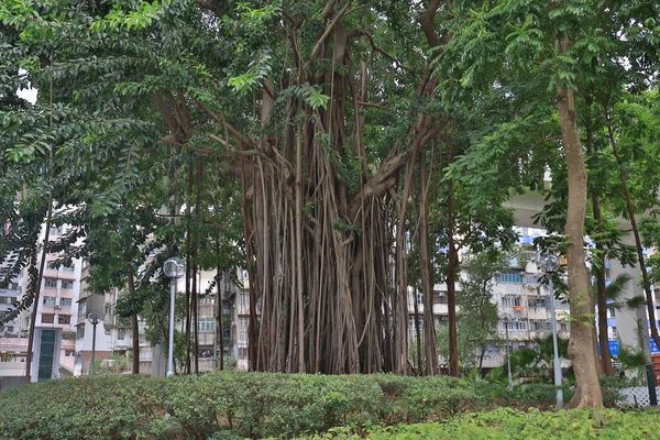 Julho 2021 Raízes Árvore Borracha Índia Crescendo Hong Kong — Fotografia de Stock