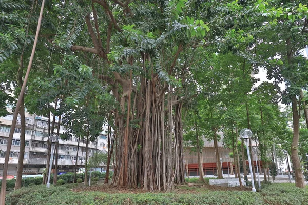 Juli 2021 Indien Gummiträd Rötter Växer Hong Kong — Stockfoto