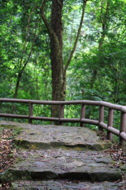 Tai Po Kau Doğa Koruma Alanı. Park yolu.