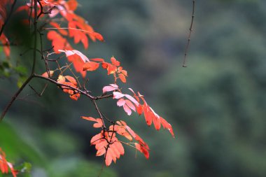 Mang Gui Kiu 'da ayrılık manzarası kırmızıya dönüyor.