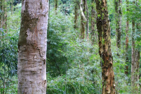 Cajuput Paperbark Tea Tree Forest Mang Gui Kiu — Stock Photo, Image