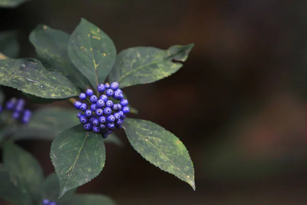 Фрукти Рослин Lantana Camara Звичайна Лантана — стокове фото