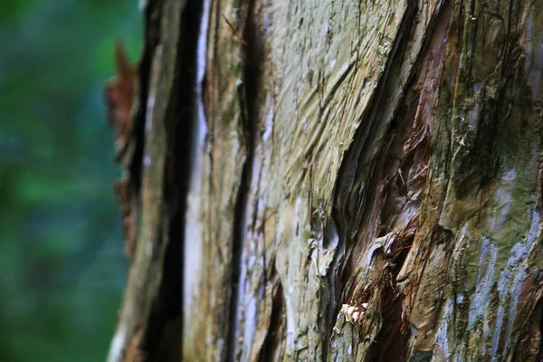 Cajuput Paperbark Tea Tree Forest Mang Gui Kiu — Foto de Stock