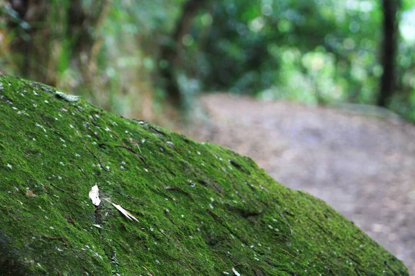 美丽的绿色苔藓在地板上 苔藓特写 — 图库照片