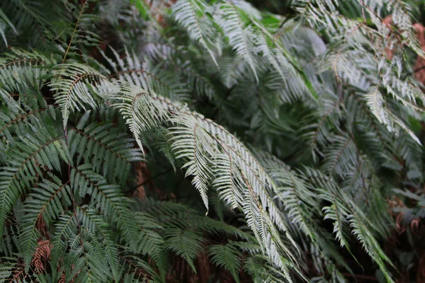 Grüne Farne Wald Pteridium Aquilinum Oder Bracken Brake Oder Common — Stockfoto