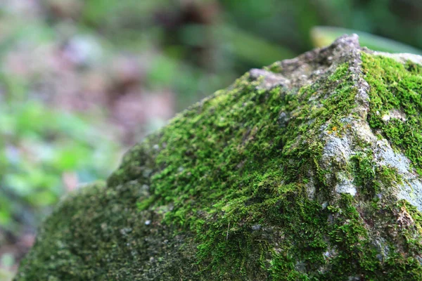 Gyönyörű Zöld Moha Padlón Moha Közelkép Makró — Stock Fotó