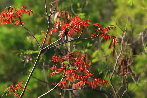 Herfst Blad Bladeren Worden Rood Herfst — Stockfoto