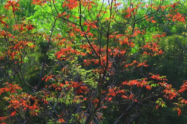 Herfst Blad Bladeren Worden Rood Herfst — Stockfoto