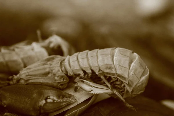 Close Dried Seafood Small Crab Skin Waste — 图库照片