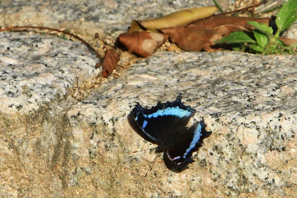Modrý Motýl Kamenném Hřbetě — Stock fotografie