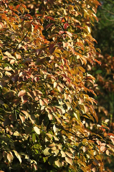 Natürliche Gelbe Baum Hintergrund Mit Sonnenstrahlen — Stockfoto