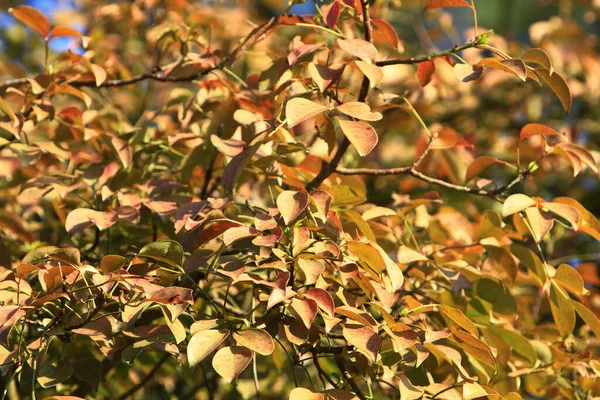 Естественный Желтый Фон Дерева Солнечными Лучами — стоковое фото