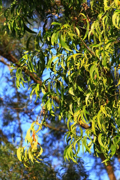 Grüner Baum Der Natur Das Blatt Des Baumes — Stockfoto