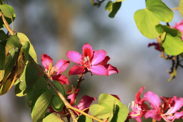 Zblízka Krásná Kvetoucí Růžová Bauhinia Purpurea Květiny — Stock fotografie