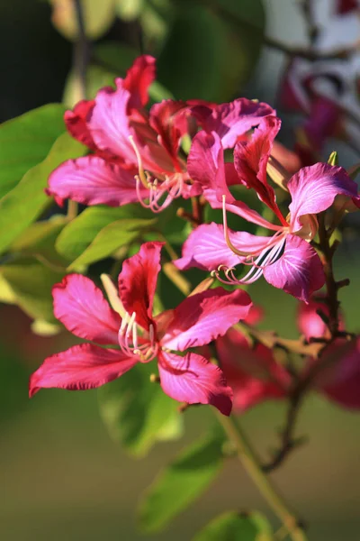 Zblízka Krásná Kvetoucí Růžová Bauhinia Purpurea Květiny — Stock fotografie