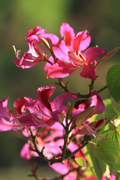 关闭美丽的绽放粉红色紫荆紫菜花 — 图库照片