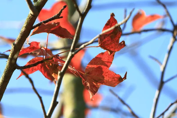 Autumn Leaf Leaves Turning Red Antumn — Stock Photo, Image