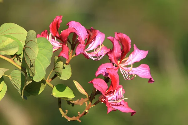 Κοντινό Πλάνο Όμορφα Ανθισμένα Ροζ Λουλούδια Bauhinia Purpurea — Φωτογραφία Αρχείου