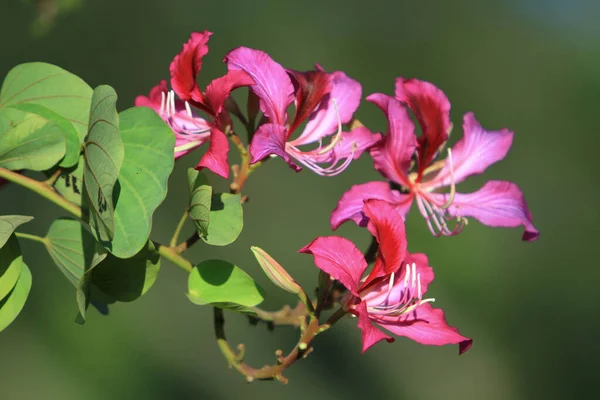 Κοντινό Πλάνο Όμορφα Ανθισμένα Ροζ Λουλούδια Bauhinia Purpurea — Φωτογραφία Αρχείου