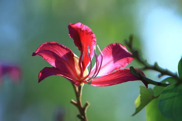 Primer Plano Hermosa Flor Rosa Bauhinia Purpurea Flores — Foto de Stock