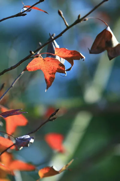 Autumn Leaf Leaves Turning Red Antumn — Stock Photo, Image