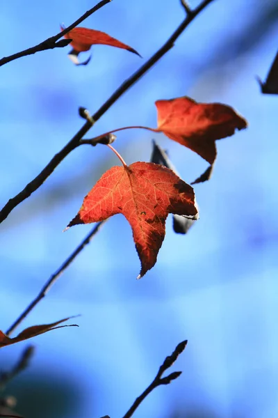 Autumn Leaf Leaves Turning Red Antumn — Stock Photo, Image