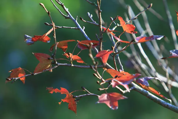 Jesienny Liść Liście Czerwieni Jesienią — Zdjęcie stockowe