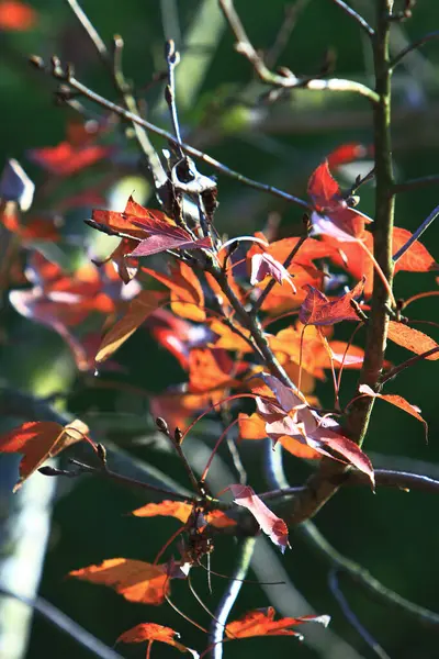Autumn Leaf Leaves Turning Red Antumn — Photo
