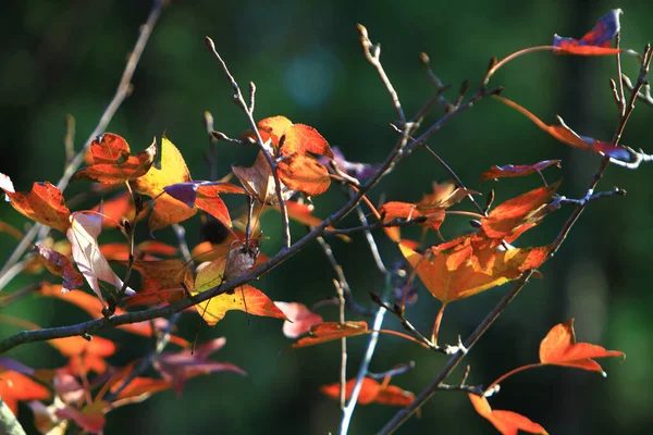 Восени Листя Червоніє — стокове фото