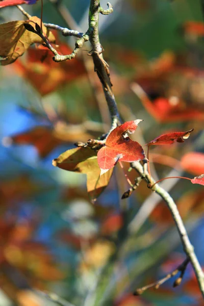 Jesienny Liść Liście Czerwieni Jesienią — Zdjęcie stockowe