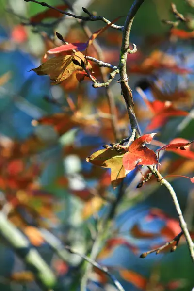 Autumn Leaf Leaves Turning Red Antumn — Stock Photo, Image