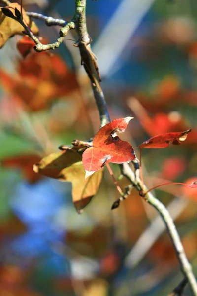 Herbstblatt Blätter Werden Rot Geweih — Stockfoto