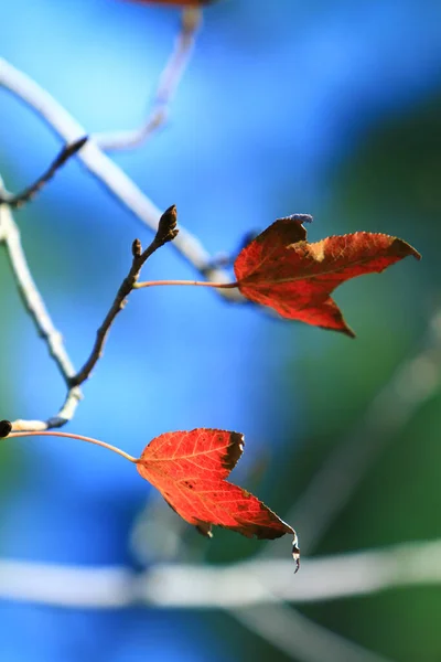 Autumn Leaf Leaves Turning Red Antumn — Stock Photo, Image