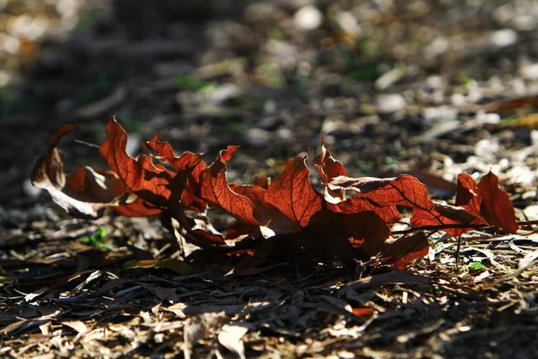 Höstlöv Löv Blir Röda Antumn — Stockfoto